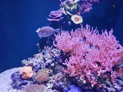 -西雅图水族馆