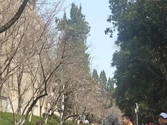 -武汉大学-樱园