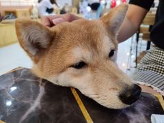 -柴源莊·柴小宠柴犬咖啡