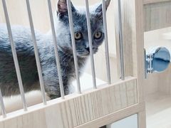 -山宅一喵德文卷毛猫舍