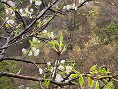 -庐山风景区花径公园