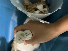 -达爱动物医院·犬猫分区·CT·复杂眼科(远洋山水分院)