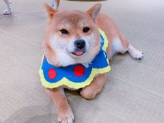 -逗柴咖啡屋·狗咖猫咖宠物桌游