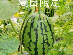 -庞各庄翠芳园西瓜蔬菜基地采摘园