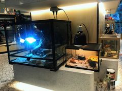 -momokira米努特·德文卷毛猫·棉花面纱犬