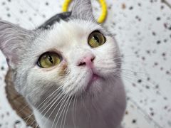 -毛绒耶耶撸宠馆·猫咖·狗咖·荷兰猪咖