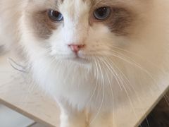 -飞行喵MR PILOT|猫舍·猫咖(静安大融城店)