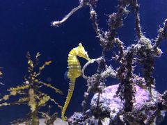 -悉尼海洋生物水族馆