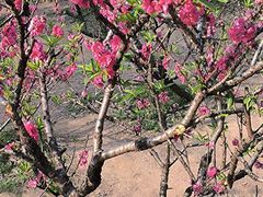 -南国桃园旅游度假区