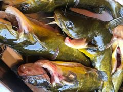 -荣德灶台鱼(圣泉寺店)