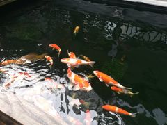 锦鲤-华庭苑农家乐(旺山店)