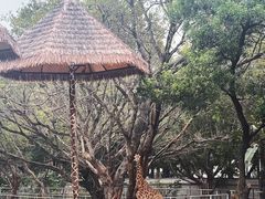 -深圳野生动物园