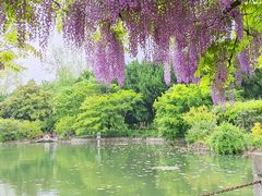 -嘉定紫藤园