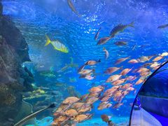 -太平洋海底世界