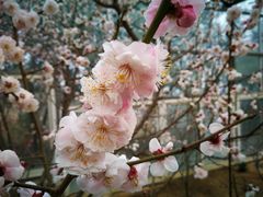 -北京鹫峰国家森林公园