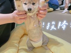 -逗柴咖啡屋·狗咖猫咖宠物桌游