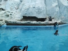 -帝企鹅自助餐厅•儿童岛•真企鹅(长隆企鹅酒店)