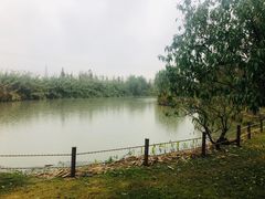 -田园东方蜜桃村的田野营地