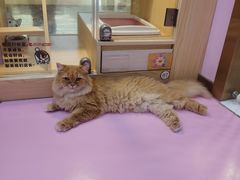 -爪爪喵星球·猫舍(前海卓越店)