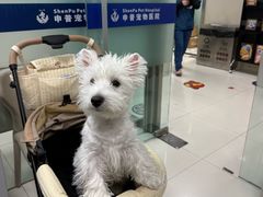 -申普宠物医院·心脏介入·心血管微创(总院)