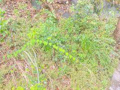 -广州白江湖森林公园