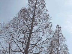 -胶囊画廊