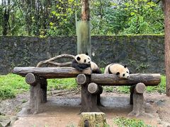 -都江堰中华大熊猫苑