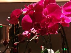 -桃花源中餐厅(金茂豪华精选酒店)