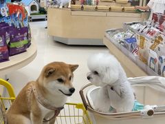 -帕帕拉兹宠物(亚洲旗舰店)