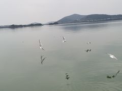 -无锡蠡湖国家湿地公园-蠡园