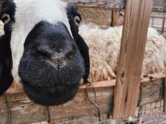 -北京鹿世界主题园