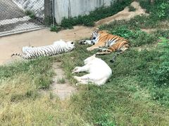 -石家庄市动物园