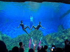 -芜湖新华联大白鲸海洋公园