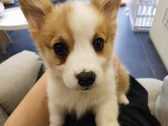 -熊小胖宠物生活馆(天华园店)
