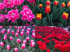 -玄武湖景区-情侣园游乐场