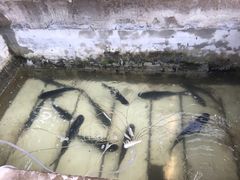 -姥家大锅台水库渔家