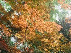 -吴淞炮台湾湿地森林公园烧烤区