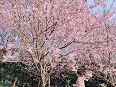 -南山植物园