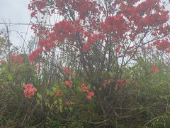-玉苍山国家森林公园