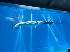-芜湖新华联大白鲸海洋公园