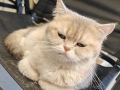 -琪喵猫屋·撸猫猫咖·猫舍