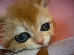 -瑞派福兴宠物医院犬猫全科·骨科·中西医结合(河东店)