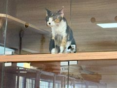 -喵百万·布偶·蓝金金渐层英短·猫舍(百子湾店)