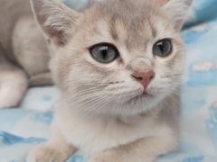 -斯普瑞斯奥特莱斯