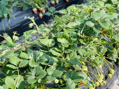 -尚田草莓姑娘白草莓采摘基地