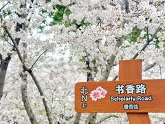 -顾村公园