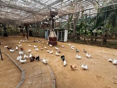 -呀路古热带植物园