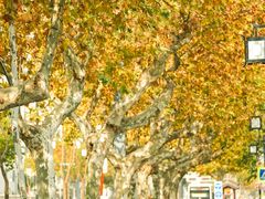 -苏州文庙(姑苏区)