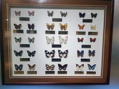 -上海昆虫博物馆