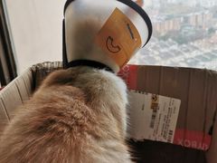 -猫猫幼稚园·撸猫·桌游·电玩